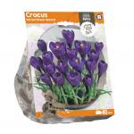 Baltus Crocus Vernus Flower Record bloembollen per 10 stuks